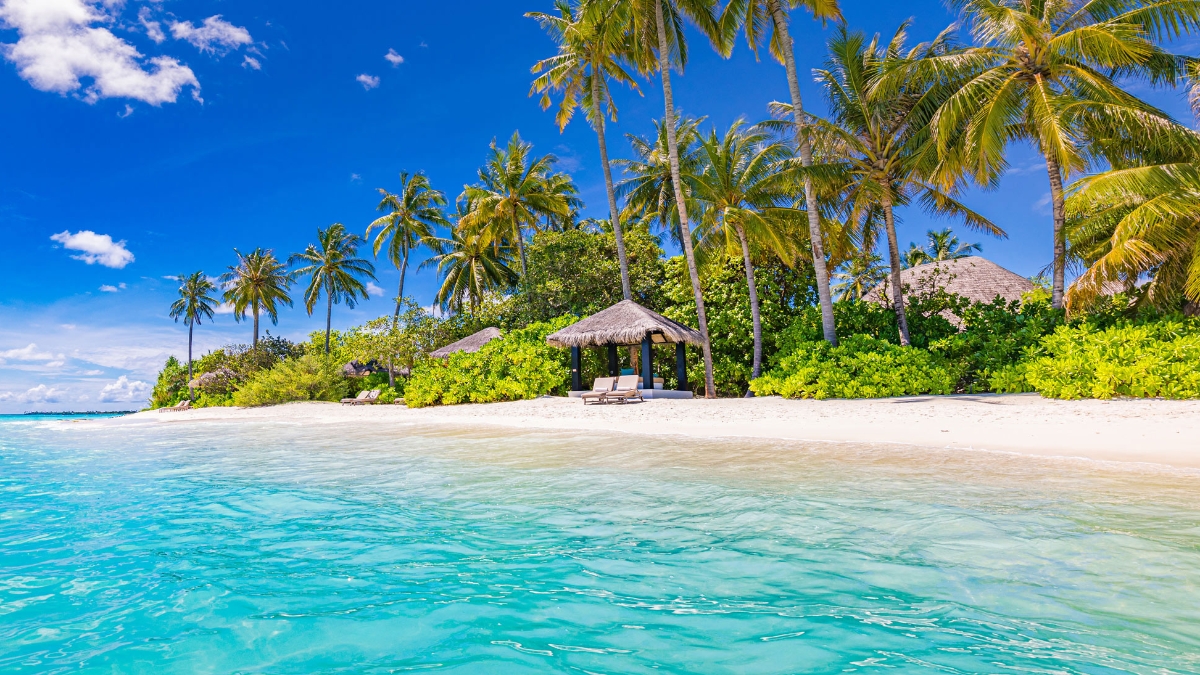 Beach Beds Palm Trees