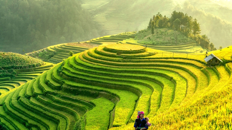 Vietnam Rice Fields