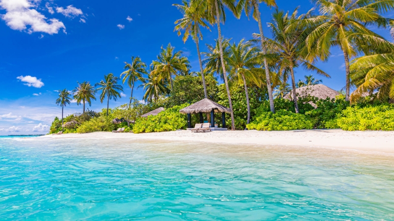 Lits de plage Palmiers