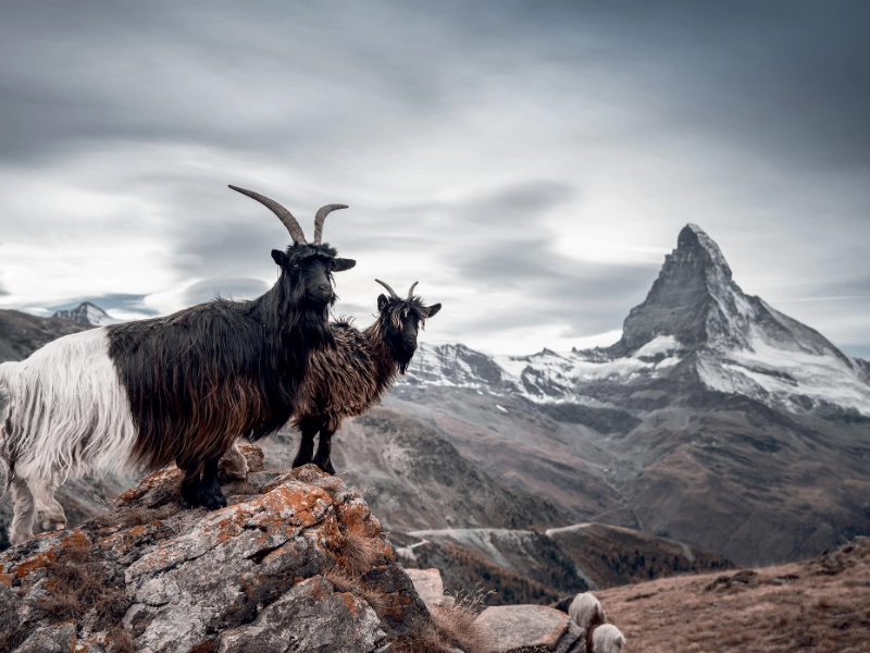 Zermatt Black Necked Goats