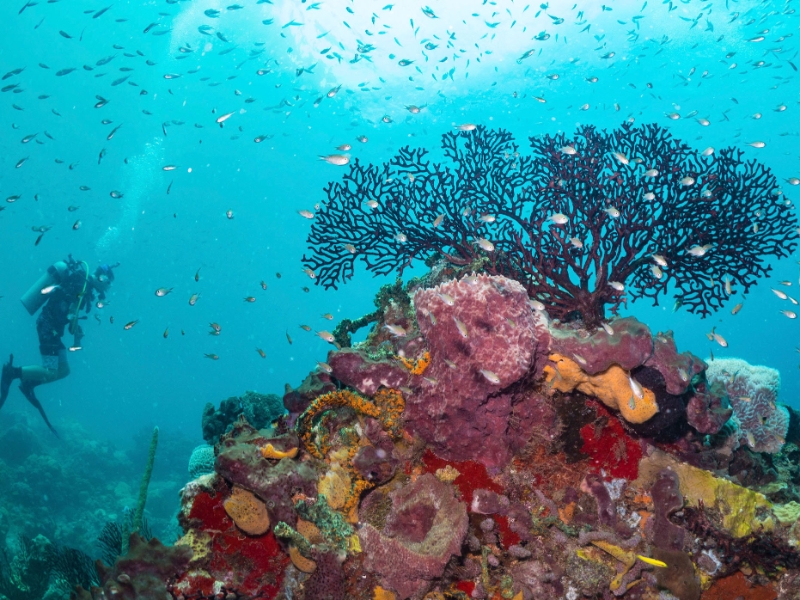 Scuba