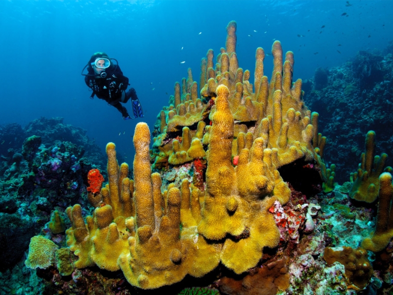 Scuba