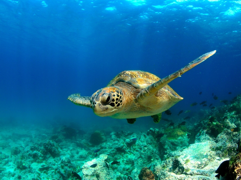 Sea Turtle Galapagos