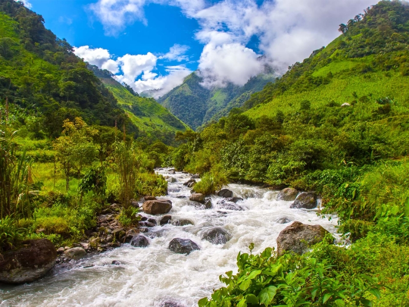 Ecuador Amazon Forest