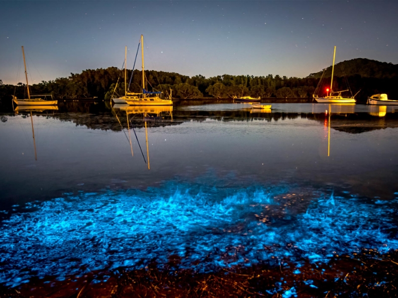 Biolumiescent Plankton