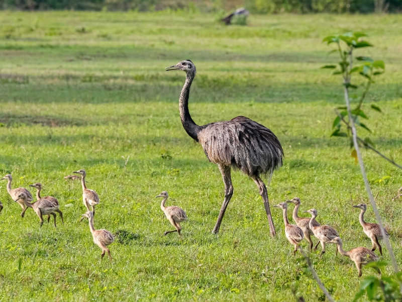 Rhea Bird and Chicks Pantanal