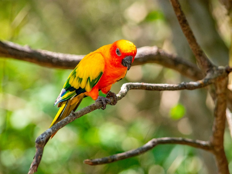 Colombia National Aviary