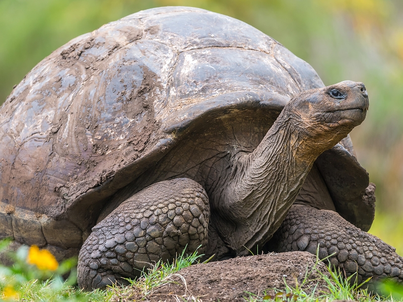 El Chato Tortoise Reserve Galapagos Island