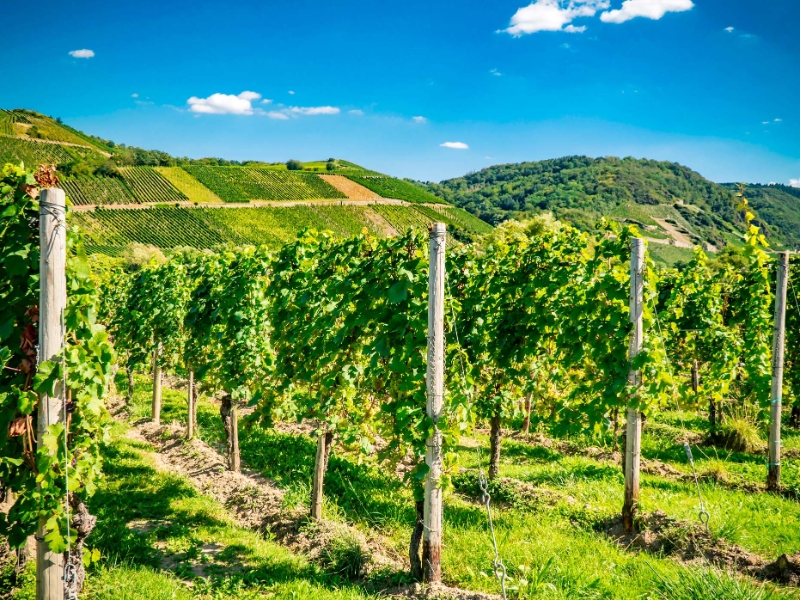Moselle Valley Vineyard