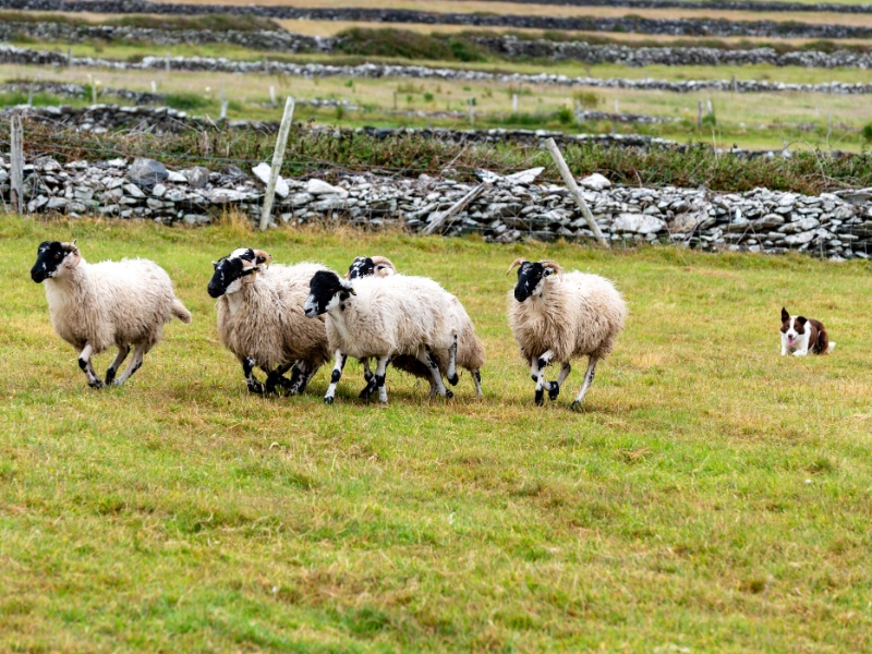 Irish sheepdog