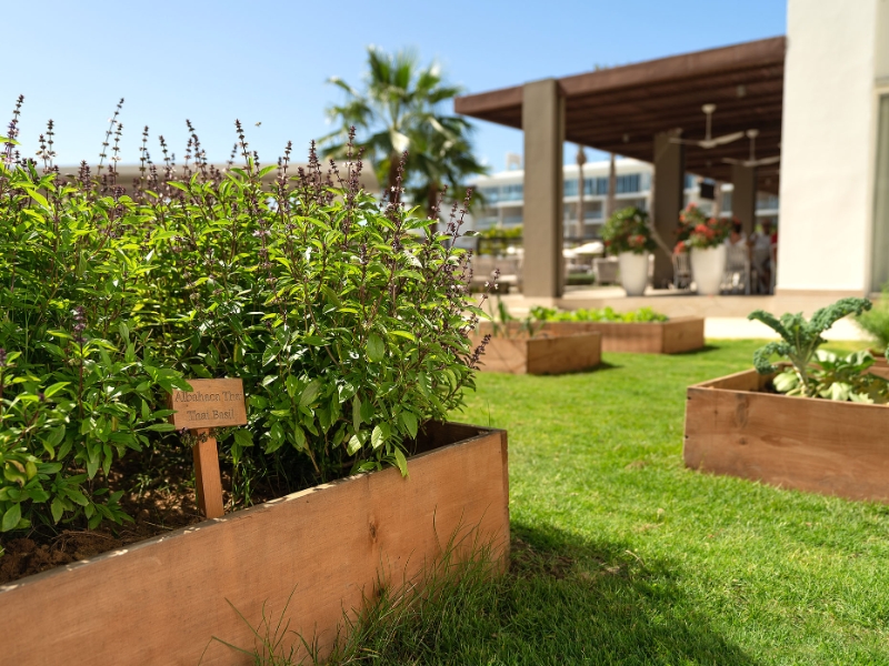 Herb Garden