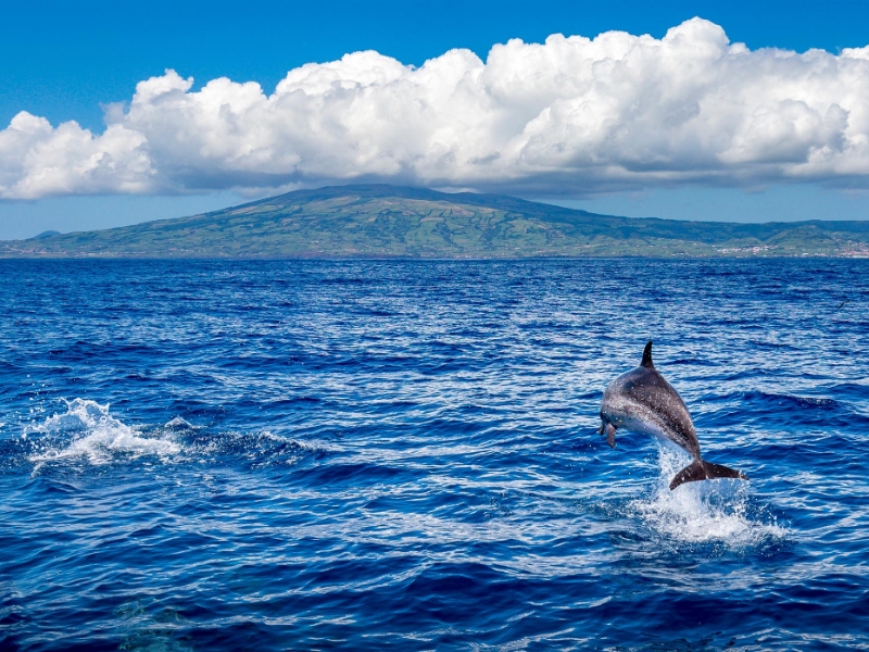 Dolphin Watching