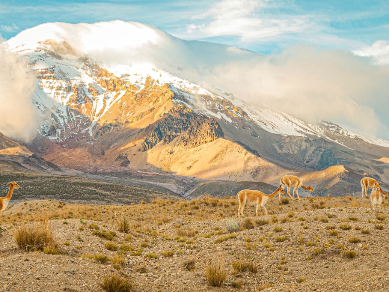 Chimborazo Wildlife Reserve