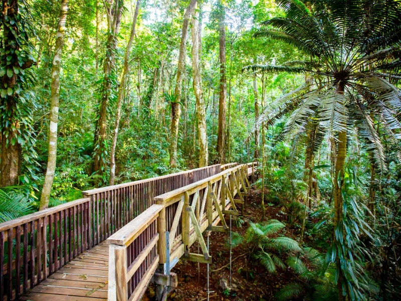 Daintree Rainforest