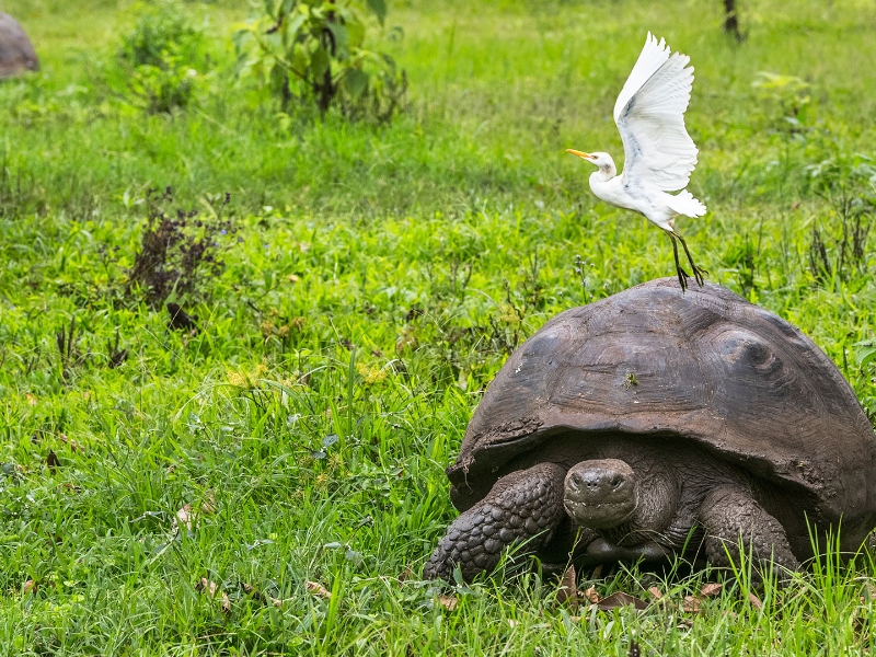 El Chato Tortoise Reserve