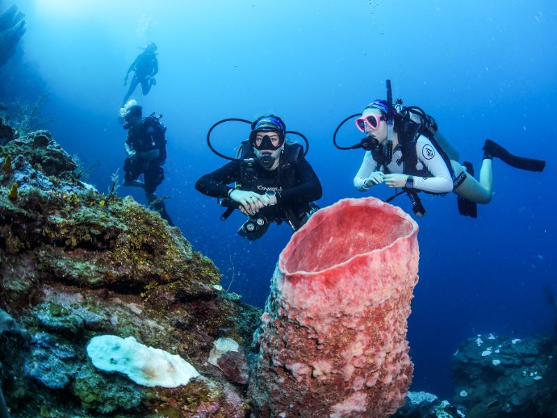Diving Activity