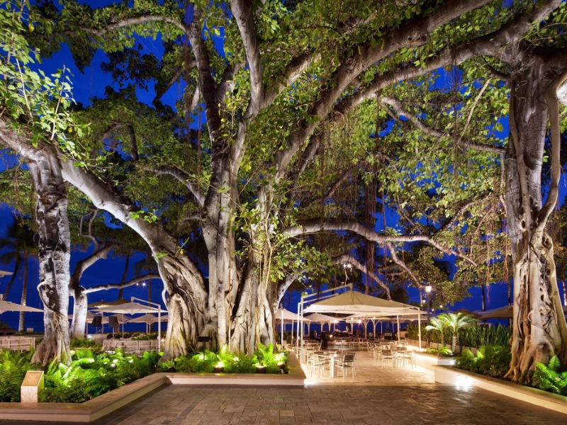 banyan tree
