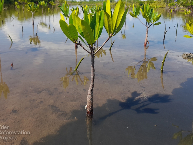 Sustainability Reforestation Program 52283 trees plants