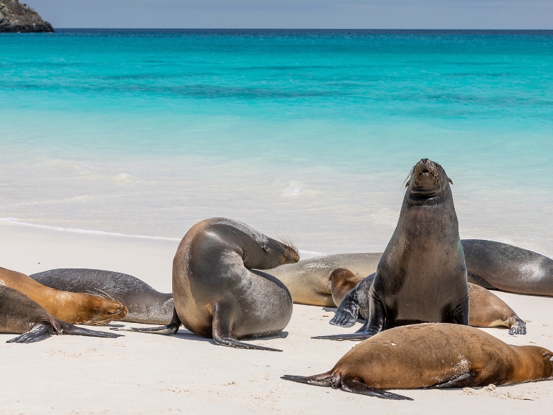 Galapagos Sea Lions on beach
