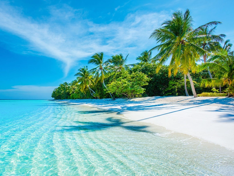 Tropical coastline palm trees