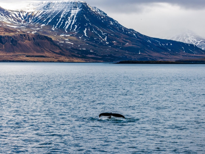 Reykjavik whale watching