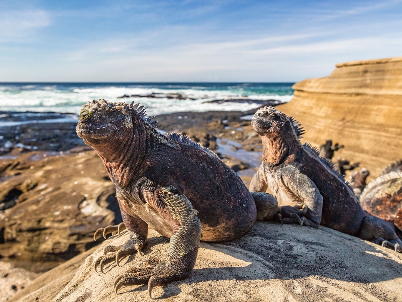 Marine Iguanas Puerto Egas