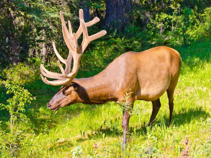 Wildlife Rockies