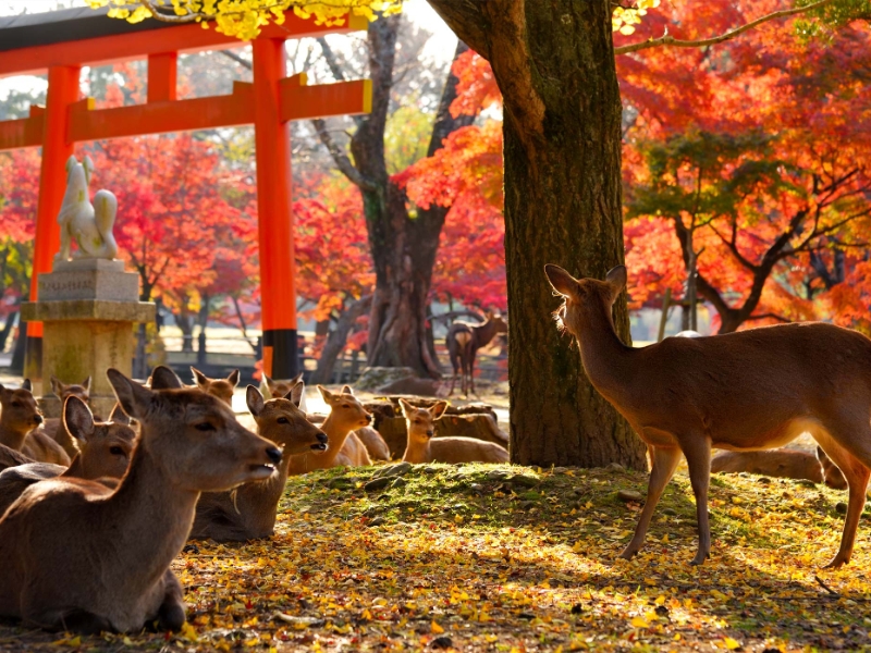 Nara