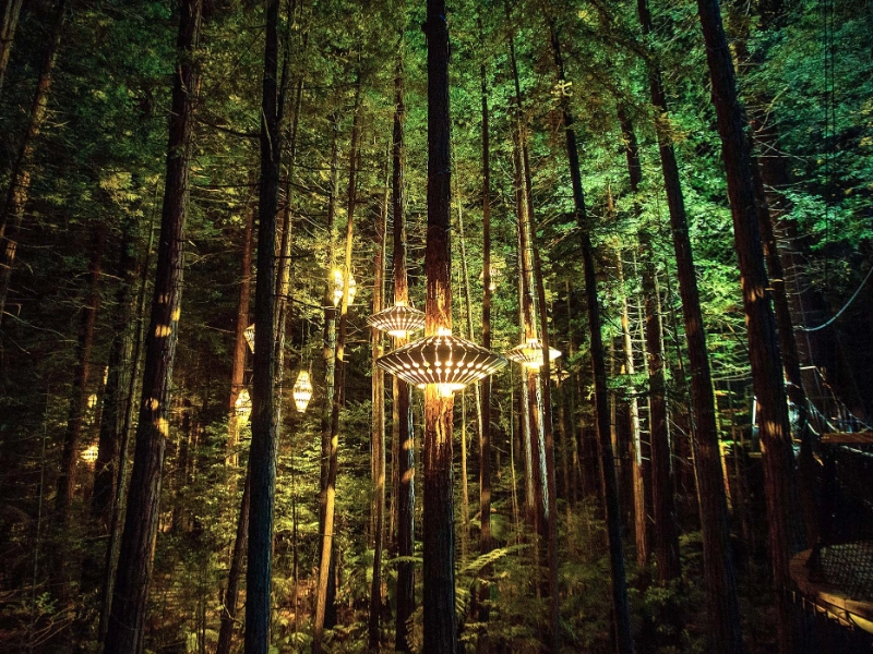 Treetops