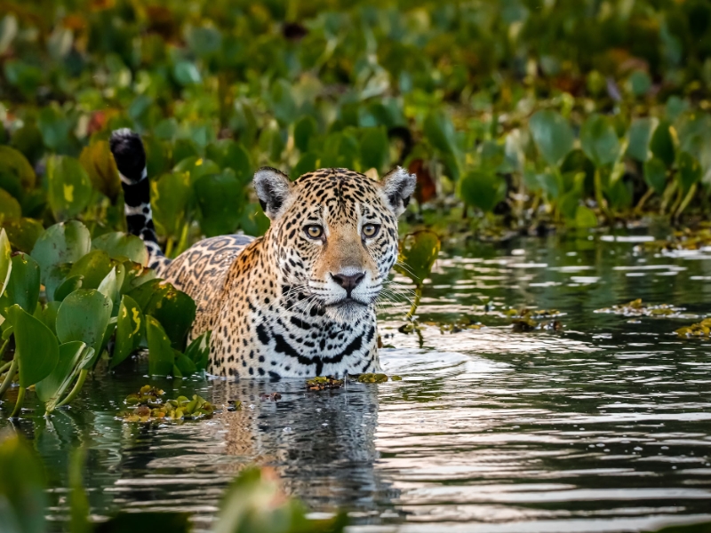 Jaguar Pantanal