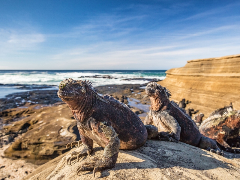 Marine Iguanas Galapagos