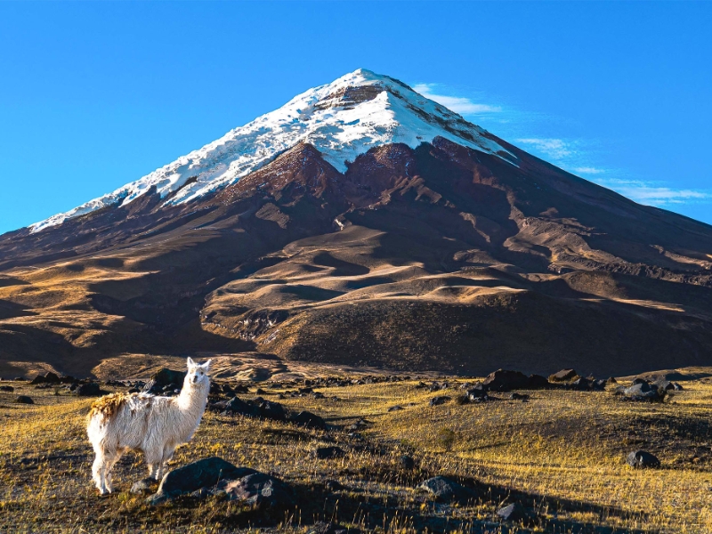 Cotopaxi National Park