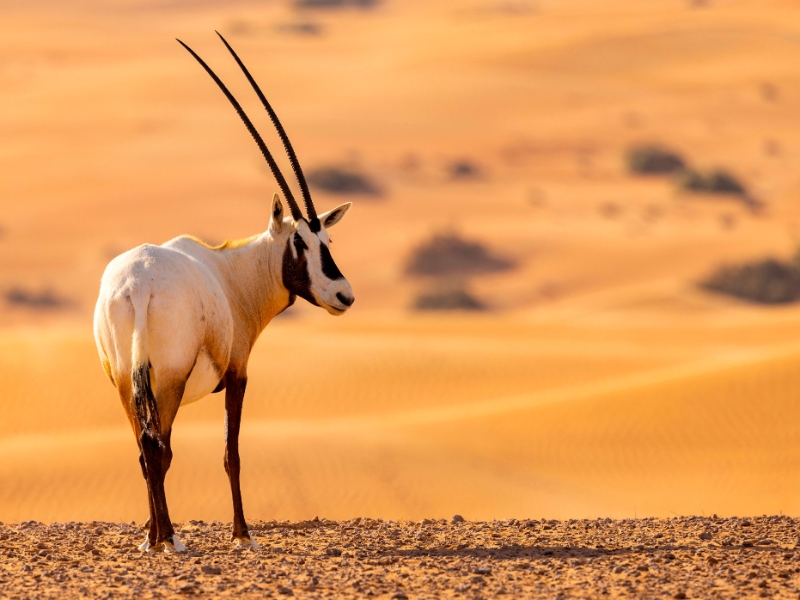 Dubai Desert Conservation Reserve