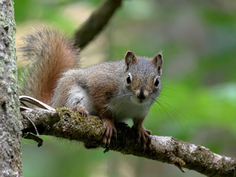 Wildlife