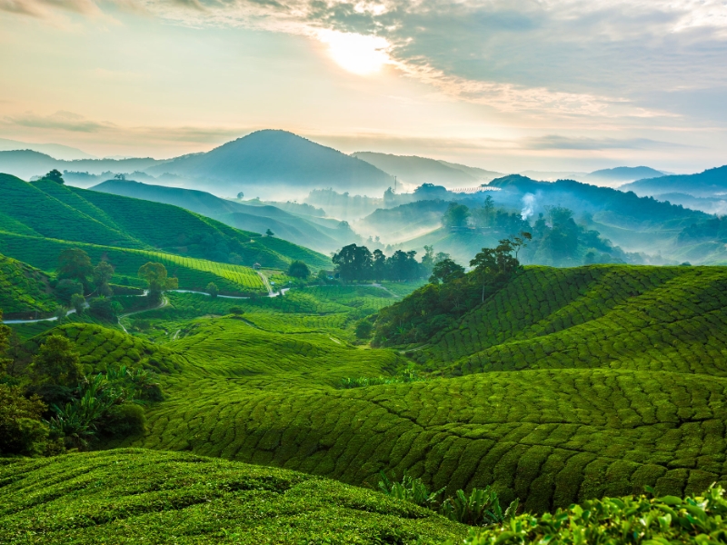 Cameron Highlands