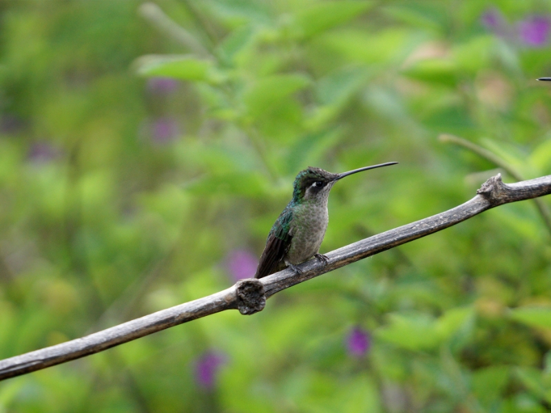 Rivolis Hummingbird