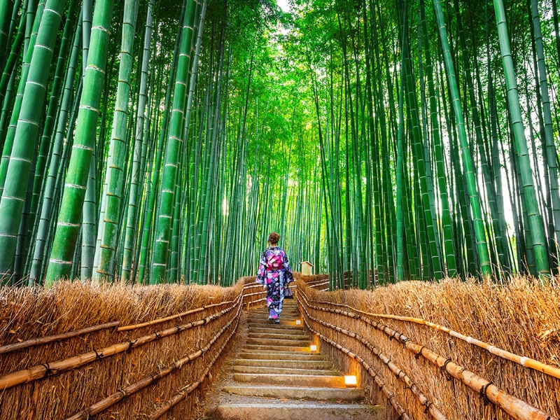 Bamboo Forest