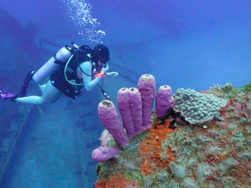 Sealife