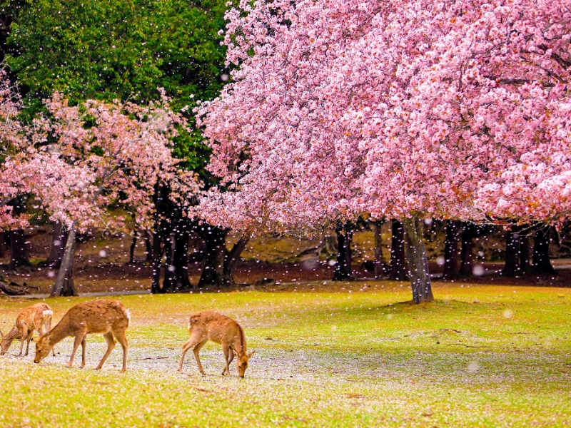 Nara Park