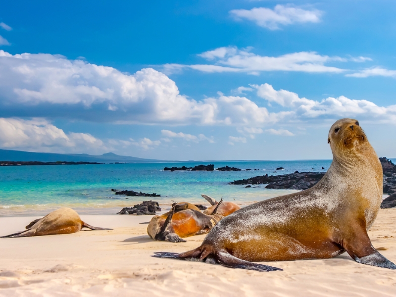 Seals Galapagos