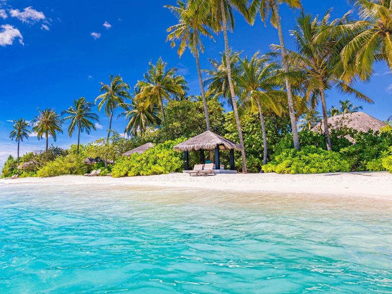 Lits de plage Palmiers