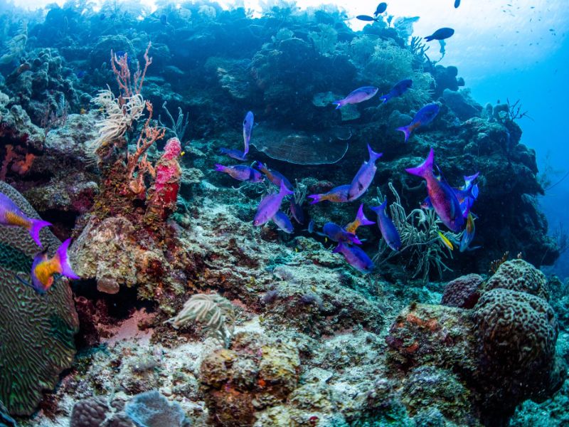 Sealife