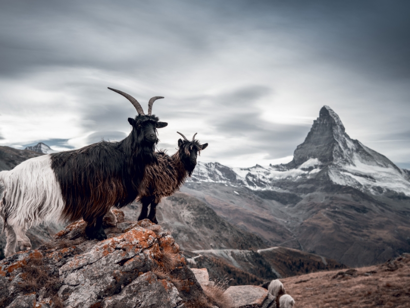 Zermatt Black necked goats