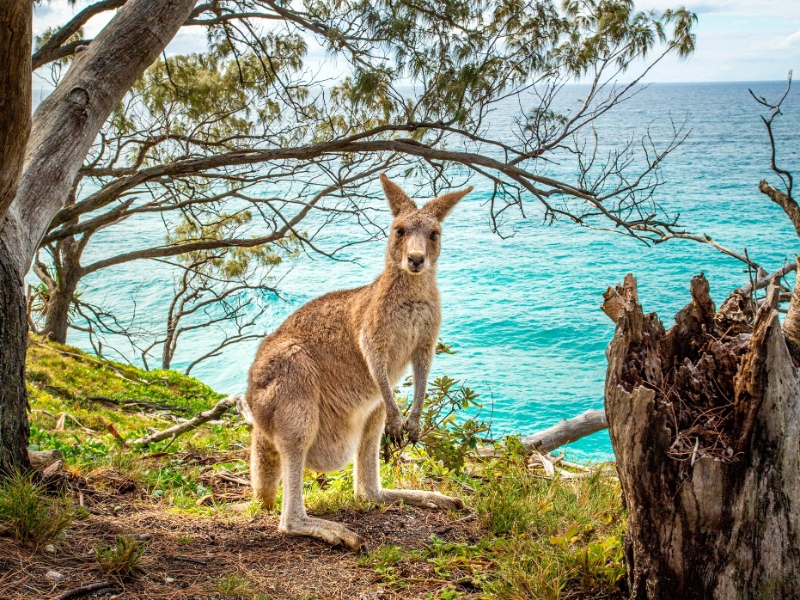 Kangaroo Island