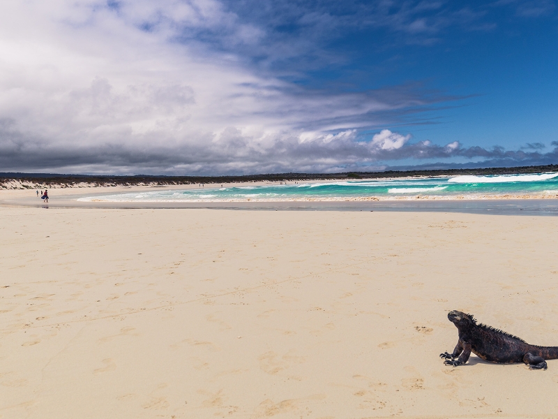 Tortuga Bay Galapagos Islands