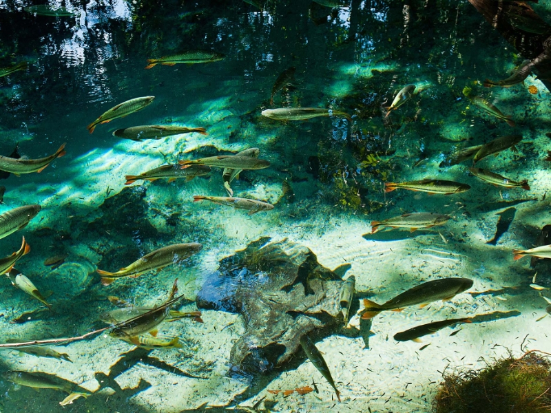 Aquario Encantado River Nobres