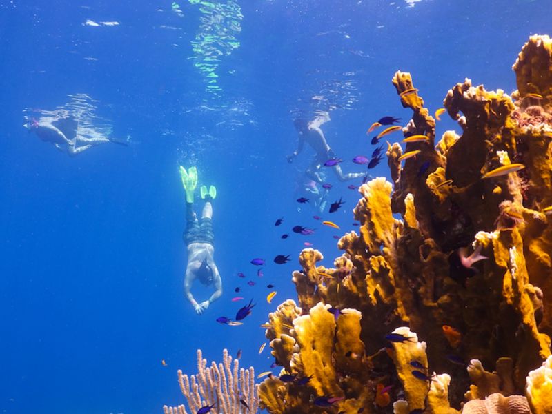 Sealife