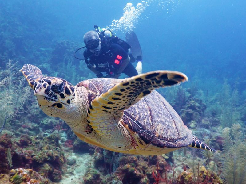 Sealife