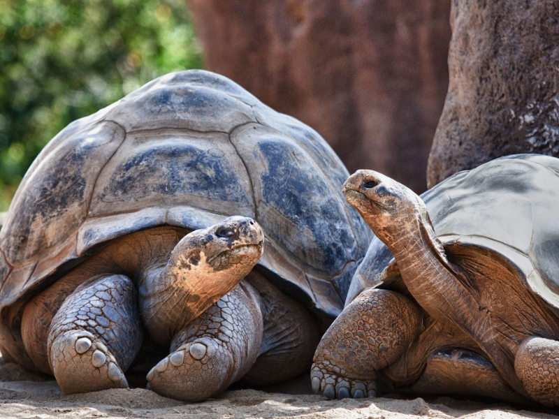 Tortoises Galapagos