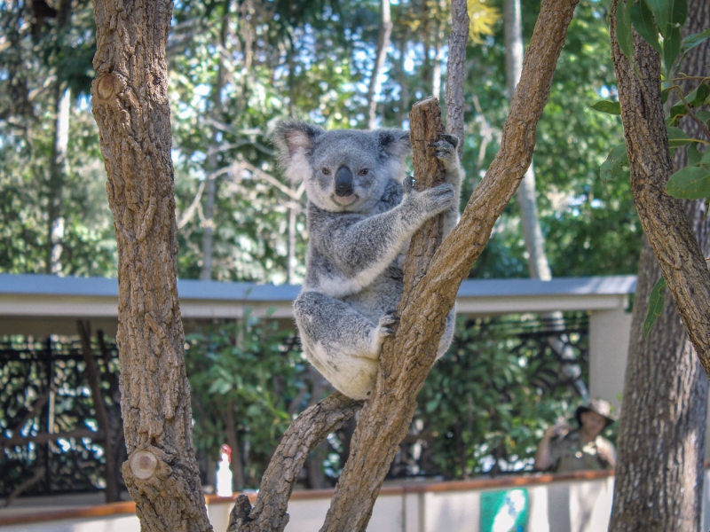 Lone Pine Koala Sanctuary